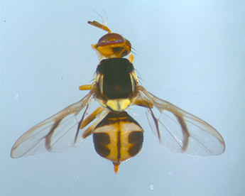 White Striped Fruit Fly Pest Profile Banner